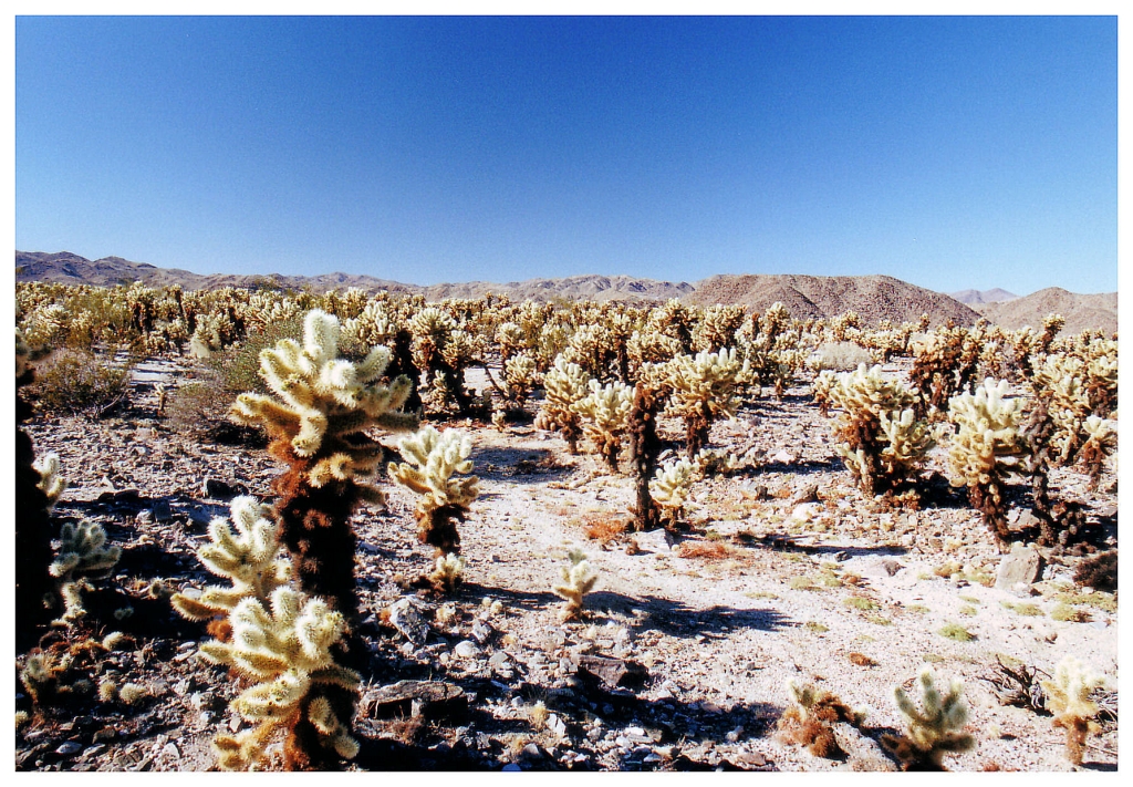 13 - Joshua Tree NP (4).jpg